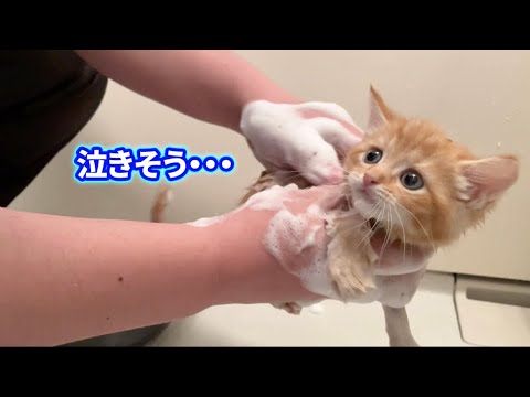 初めてのお風呂で泣きそうになる子猫