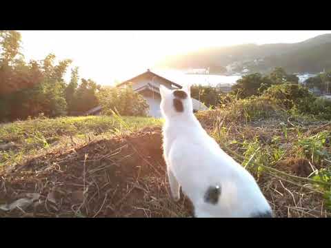 【さんぽねこ】綺麗な日の出ニャン♪お日様おはニャン！
