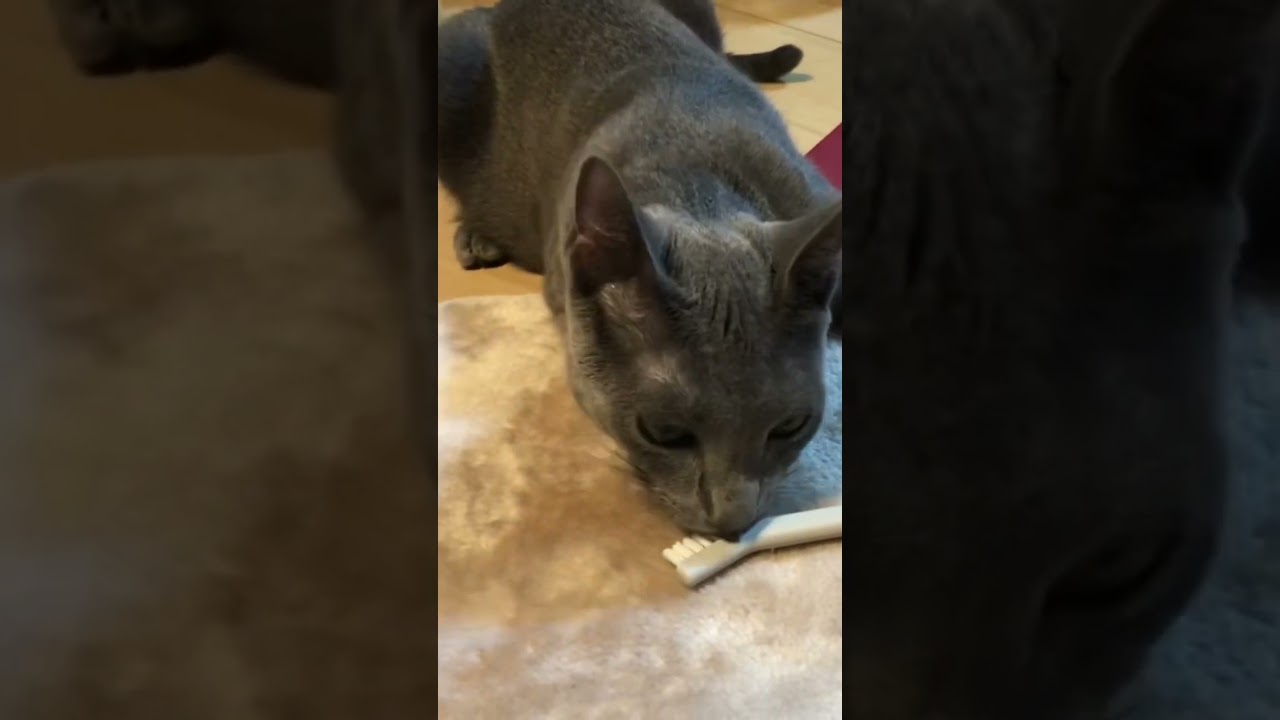 いたずら後、最後に舌ペロするネコ【ロシアンブルー】#cat #russianbluecats #ねこ #かわいい猫