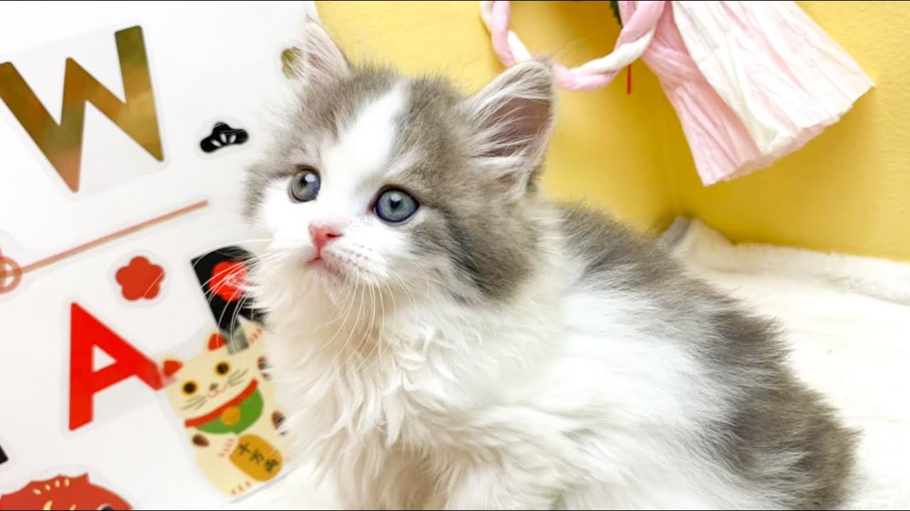 子猫が家にやってきた！【立ち耳スコティッシュフォールド】／I got a kitten.