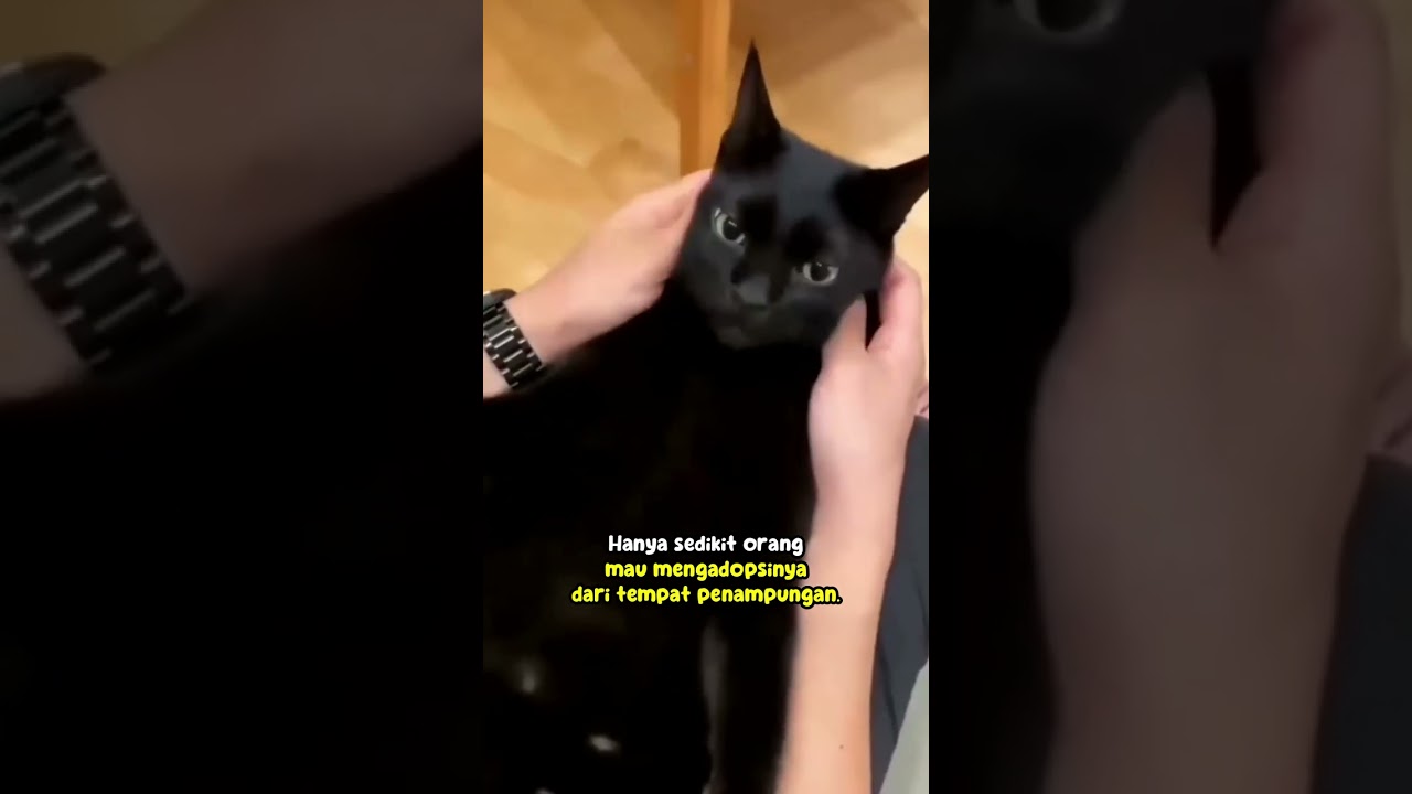 Benarkah kucing hitam pembawa sial?🤔