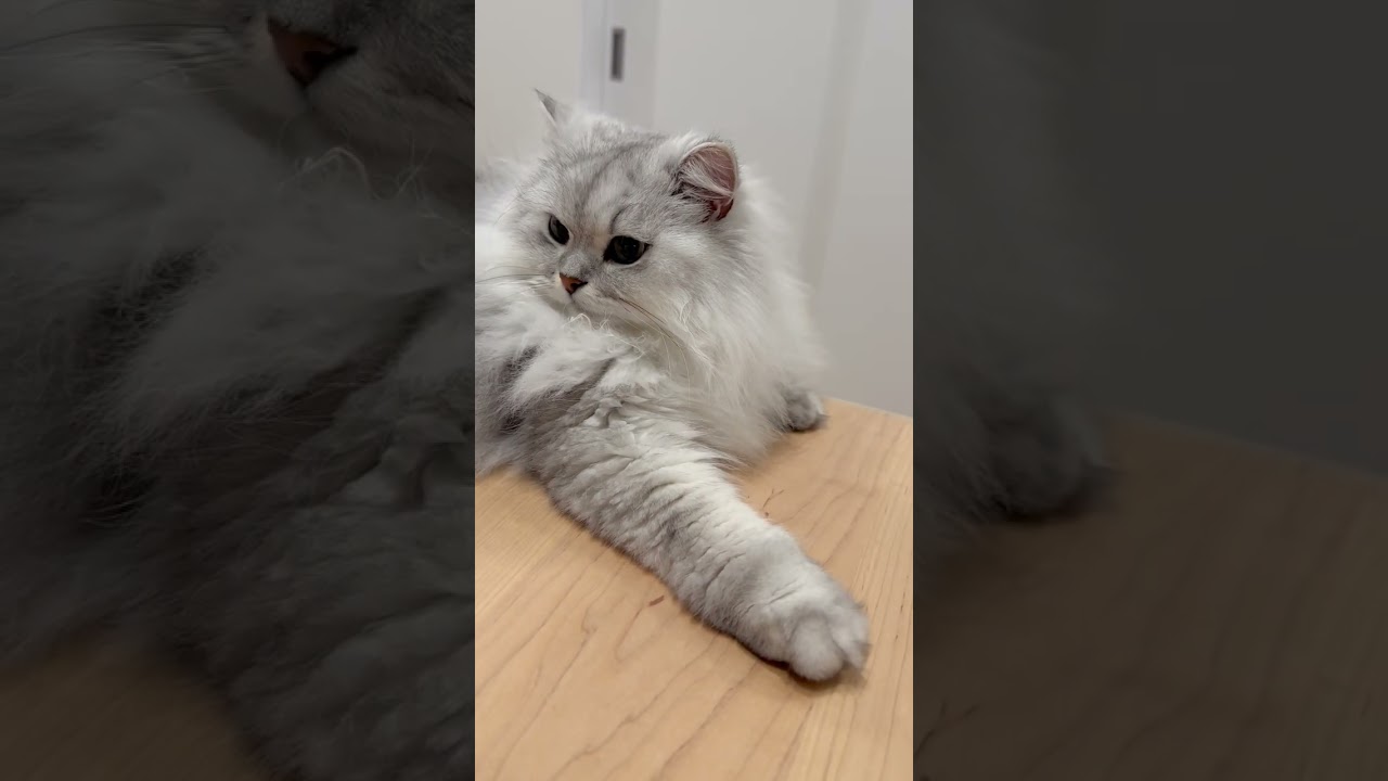 構ってほしい猫 【サイベリアン】 #Shorts