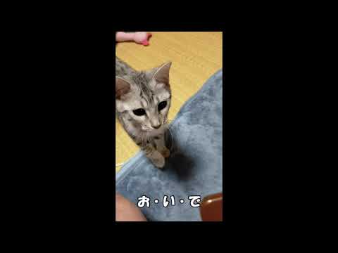 【エジプシャンマウはる】　２度目のブラッシングチャレンジ