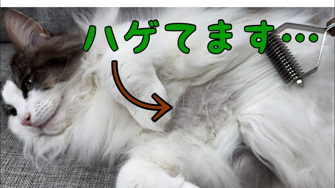 毛玉ができやすくて困っています…【メインクーン】