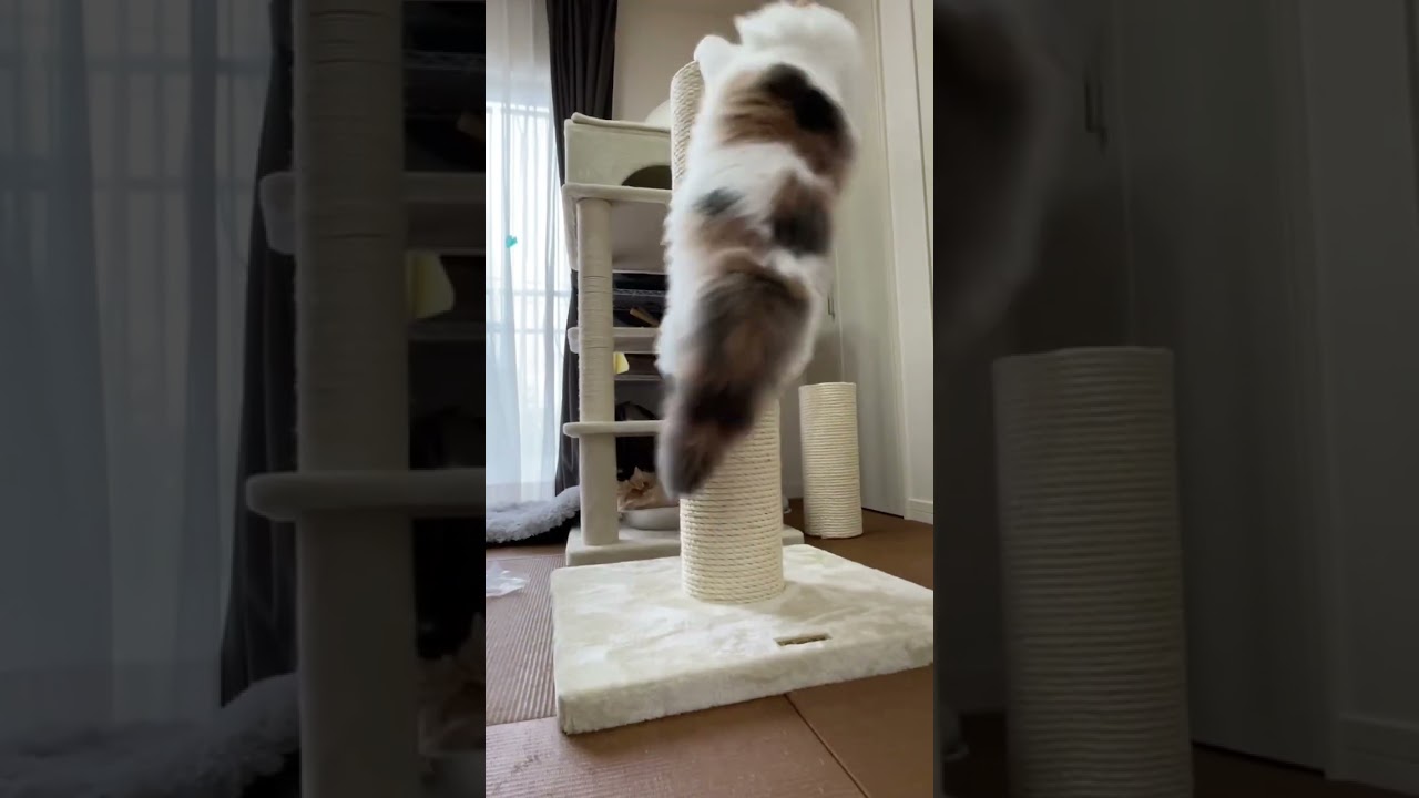 回るノルウェージャンフォレストキャット