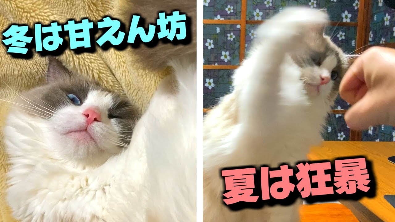 冬は可愛いラグドール＆夏は狂暴なラグドール！！しつけをしないとこうなっちゃいました…【猫の実況】