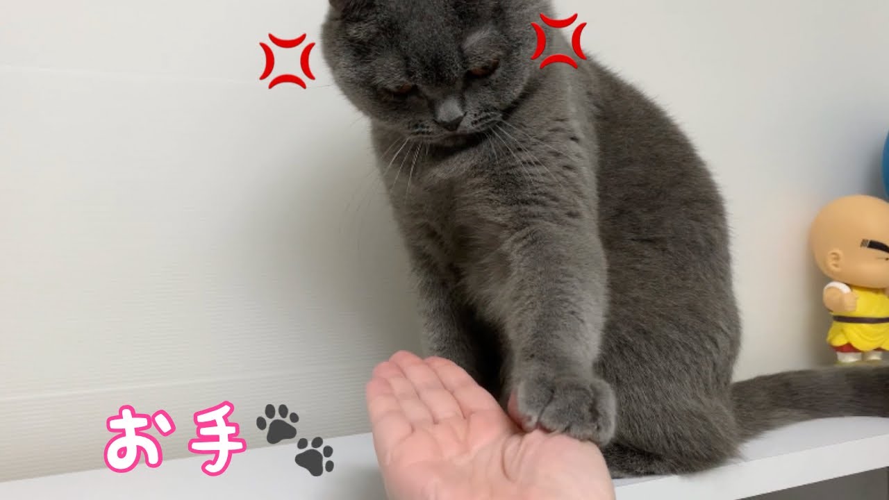 【ブリティッシュショートヘア】怒りながら猫パンチするぶりくんが可愛い！[British Shorthair] Buri-kun, who punches a cat, is cute!
