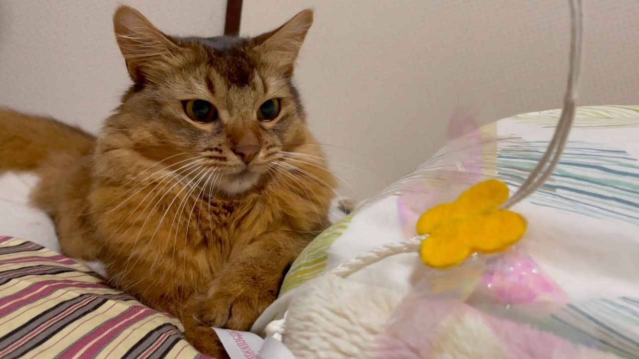 就寝前にどうしても構ってもらいたい猫【ソマリ】