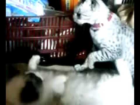 オシキャットとラグドール