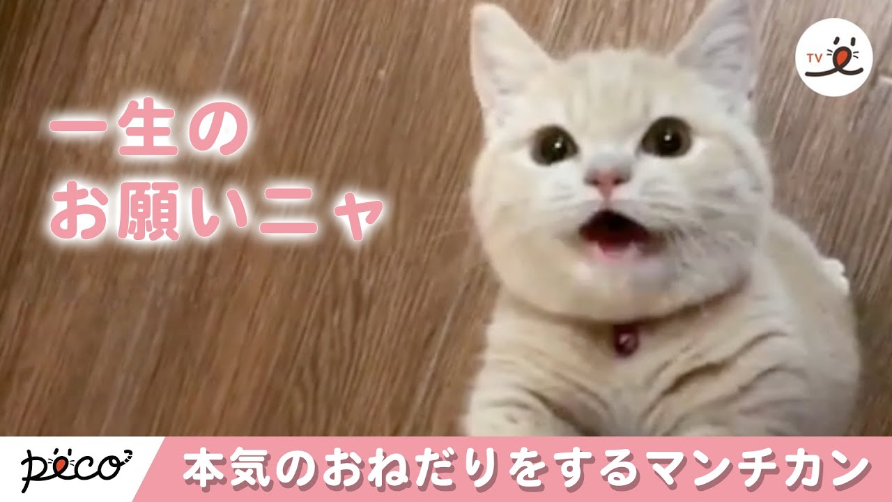 本気のおねだりをするマンチカンの子猫ちゃん ♡ 【 PECOTV 】