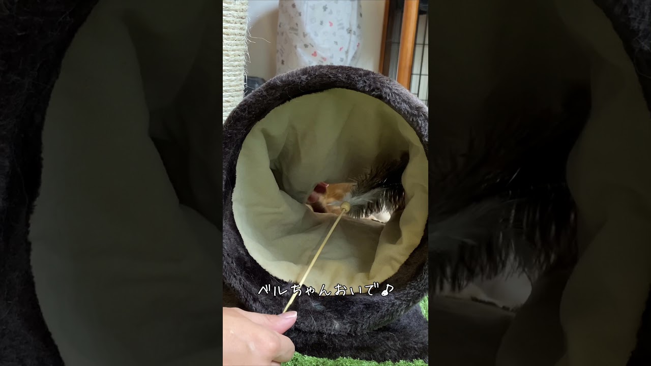 ＃shorts  【スコティッシュフォールド】かわいいもふ猫♪トンネルからひょっこり♪