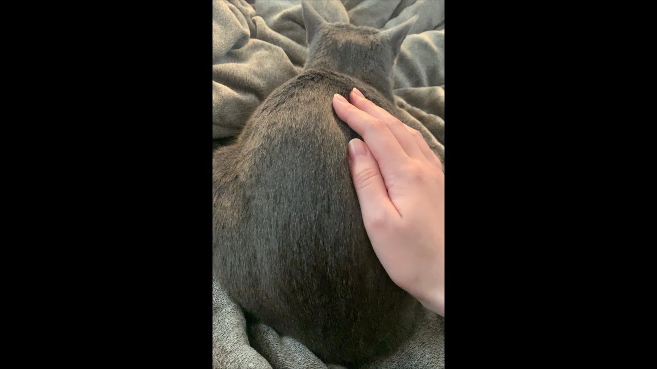 【ロシアンブルー】お尻ぷるぷる猫 #Shorts