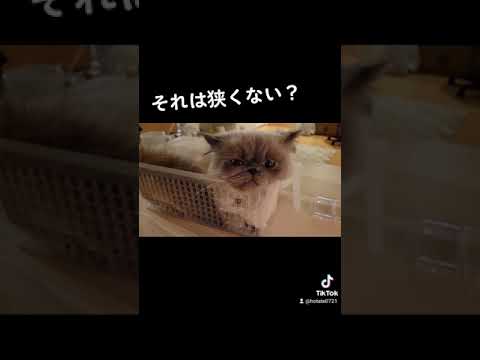 #shorts 小さすぎるカゴに入る猫【ヒマラヤン】