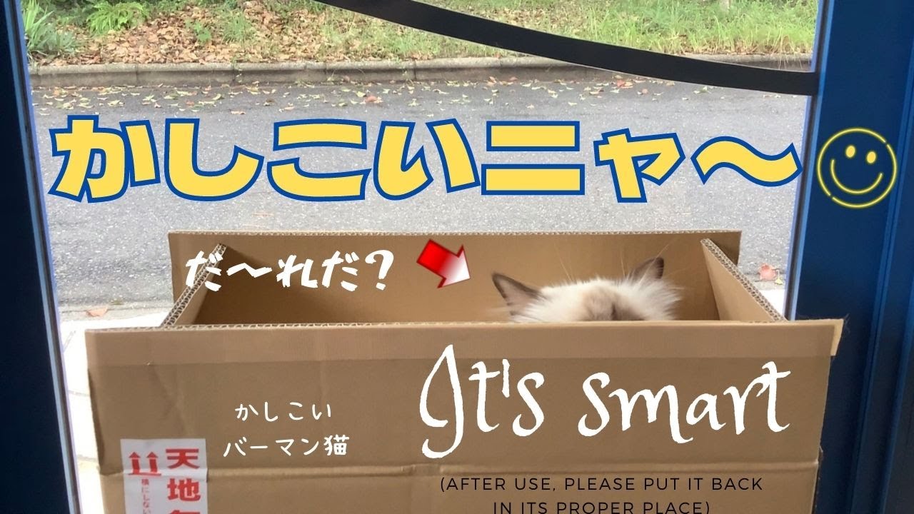 箱の中のバーマン猫【かしこいニャ〜】It's smart（バーマン猫）Birman/Cat