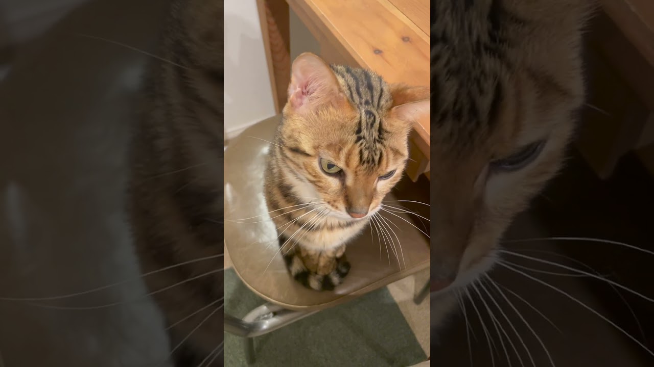 ちゃんとお話ししている猫　#shorts