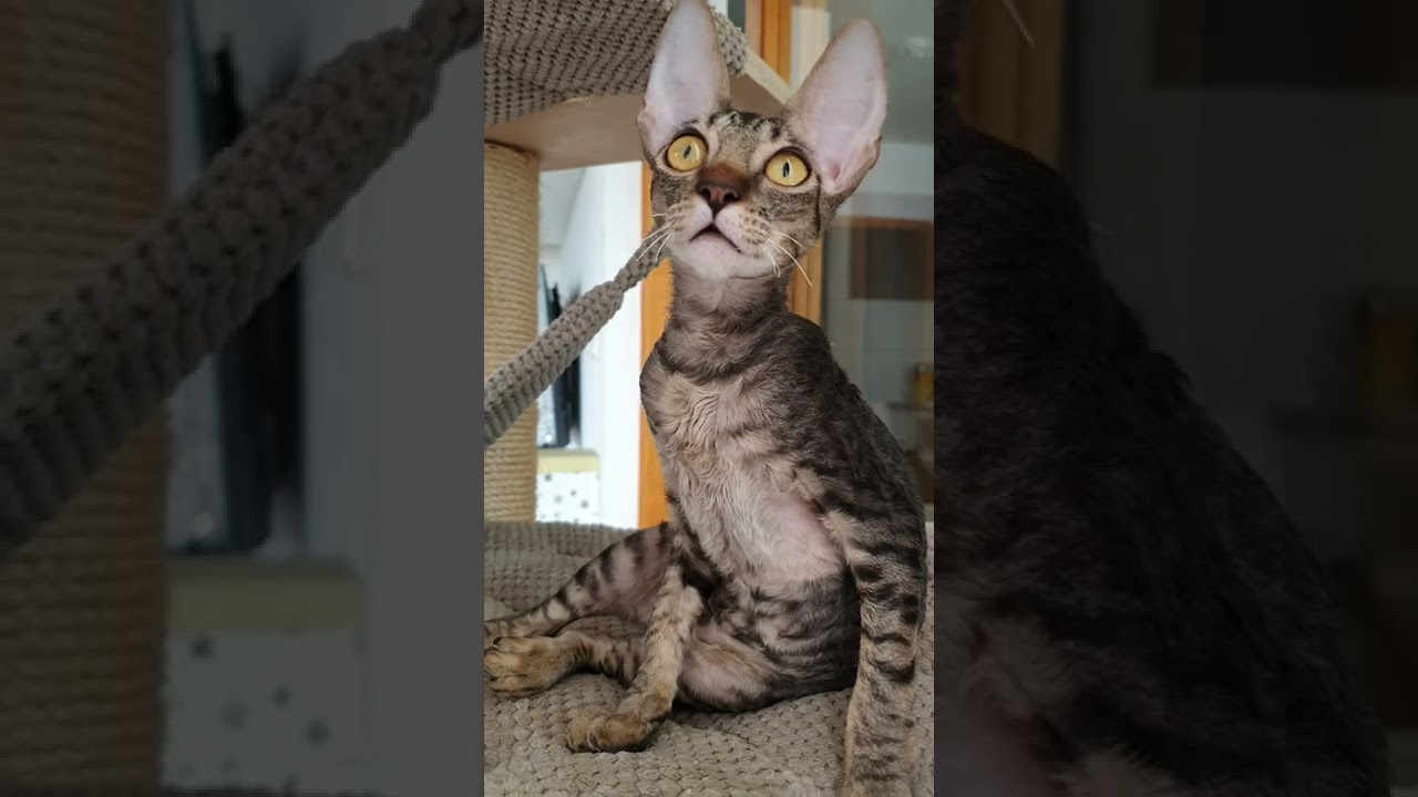 Hello world, Cornish Rex is here.