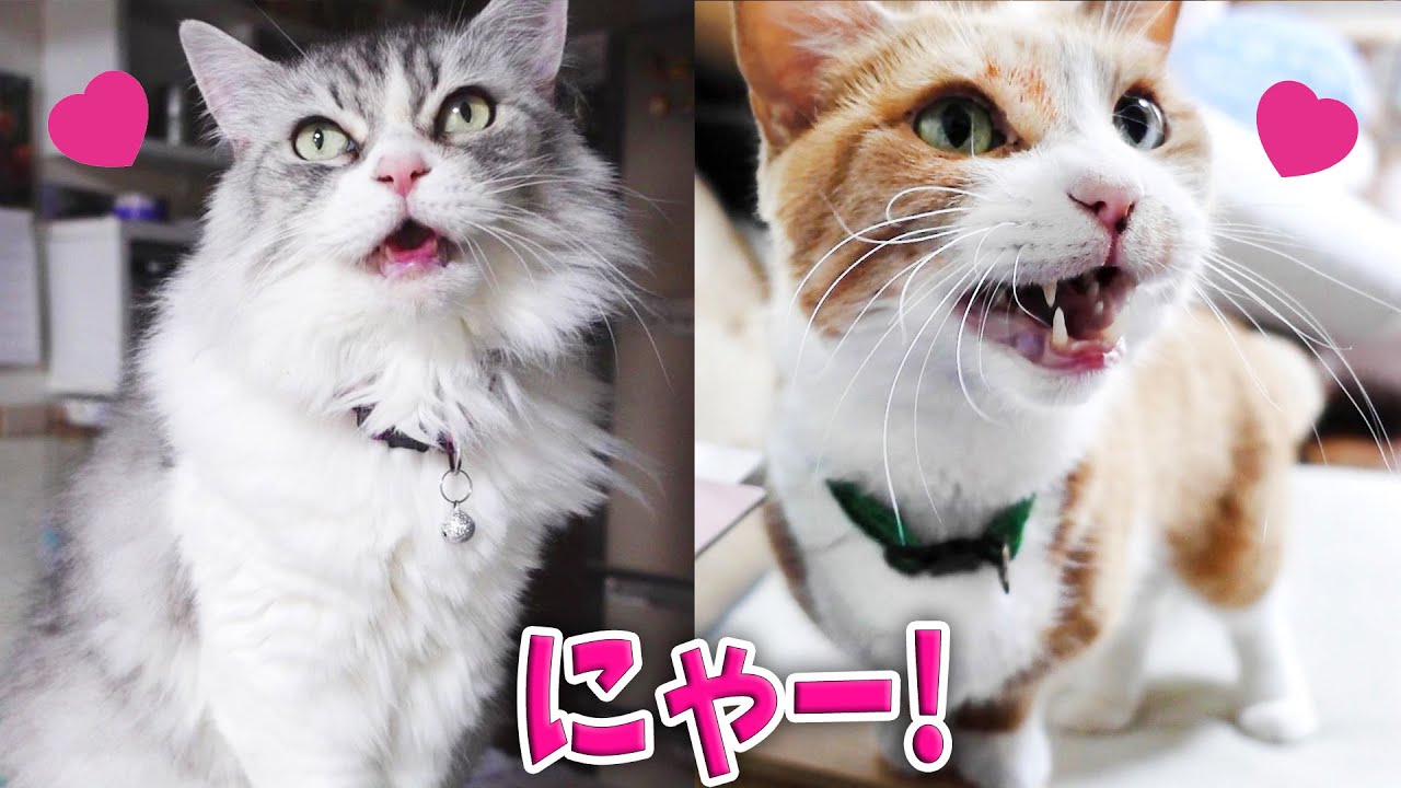 それぞれ違うマンチカンの可愛い鳴き声！　Munchkins have different sweet voices.