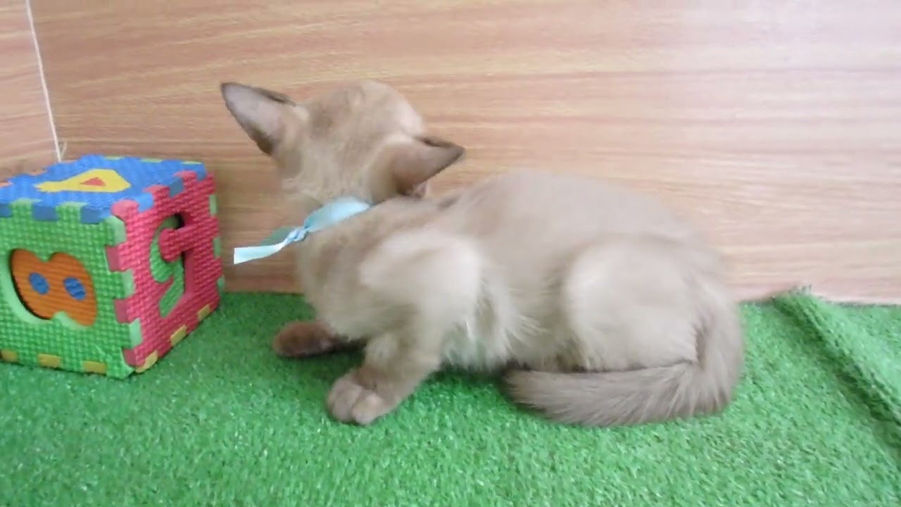 Coo&RIKU　No00581143 トンキニーズ