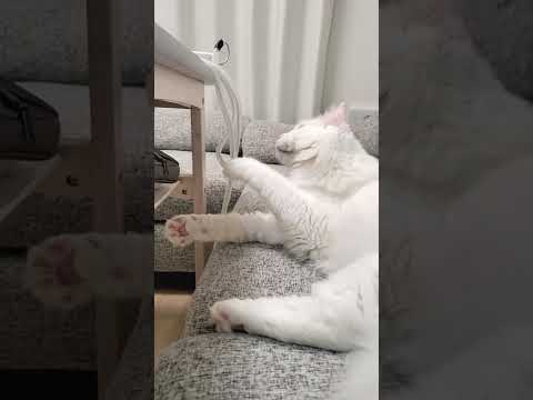 【いたずら猫】充電器vs猫 #shorts #アメリカンカール #猫動画