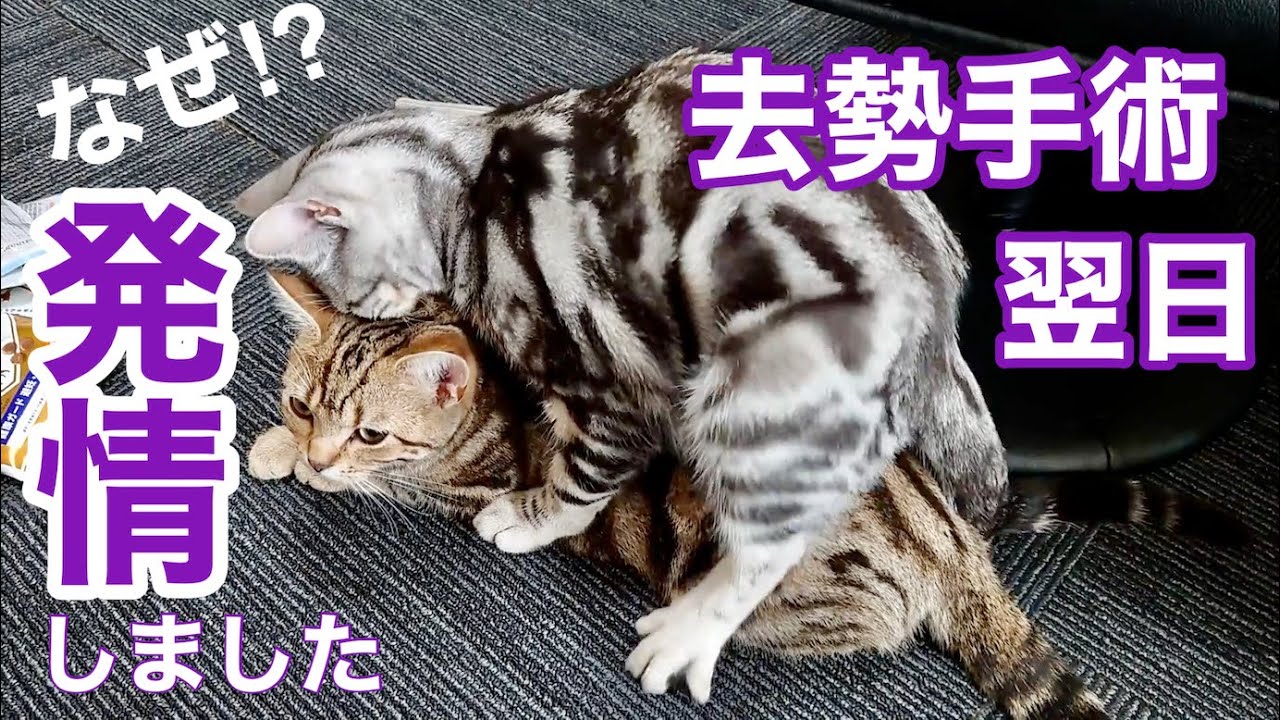 猫が去勢手術翌日に発情した結果【アメリカンショートヘア】子猫 American Shorthair kitten