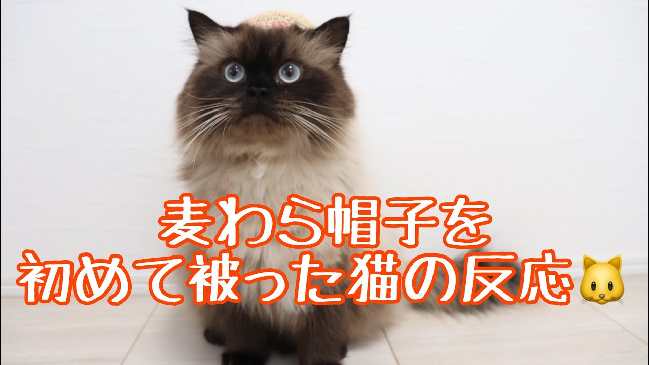 のんびりヒマラヤン　癒し猫動画