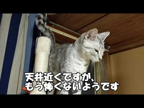 【エジプシャンマウはる】　家の日常が大好きです