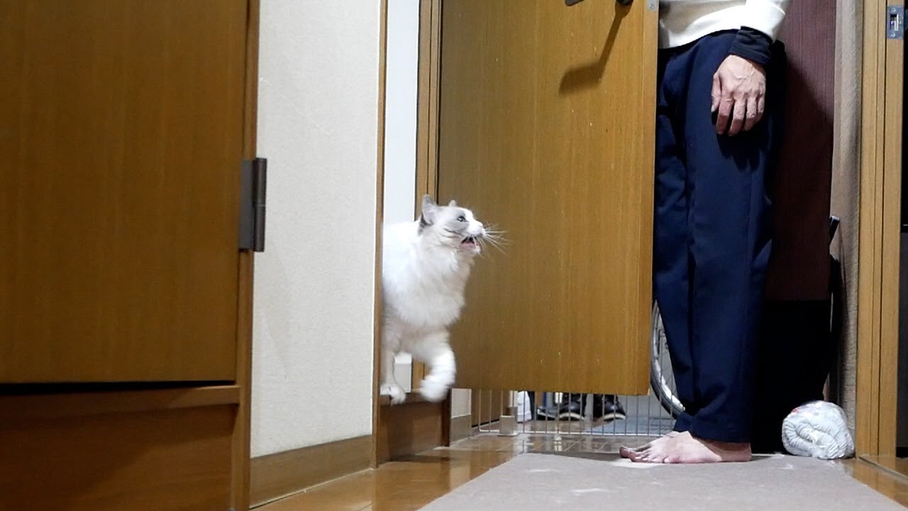 立て籠もって出てこないラグドールに『ごはん！』と言ってみたら…鳴き声が可愛すぎたw