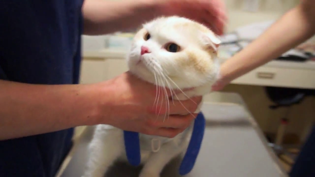 注射に一瞬怒った鳴き声が身悶えするほどかわいい猫。スコティッシュフォールド