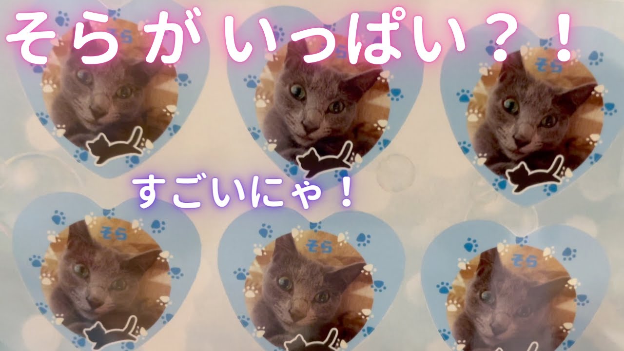 そらちゃんを量産した結果（ロシアンブルー）