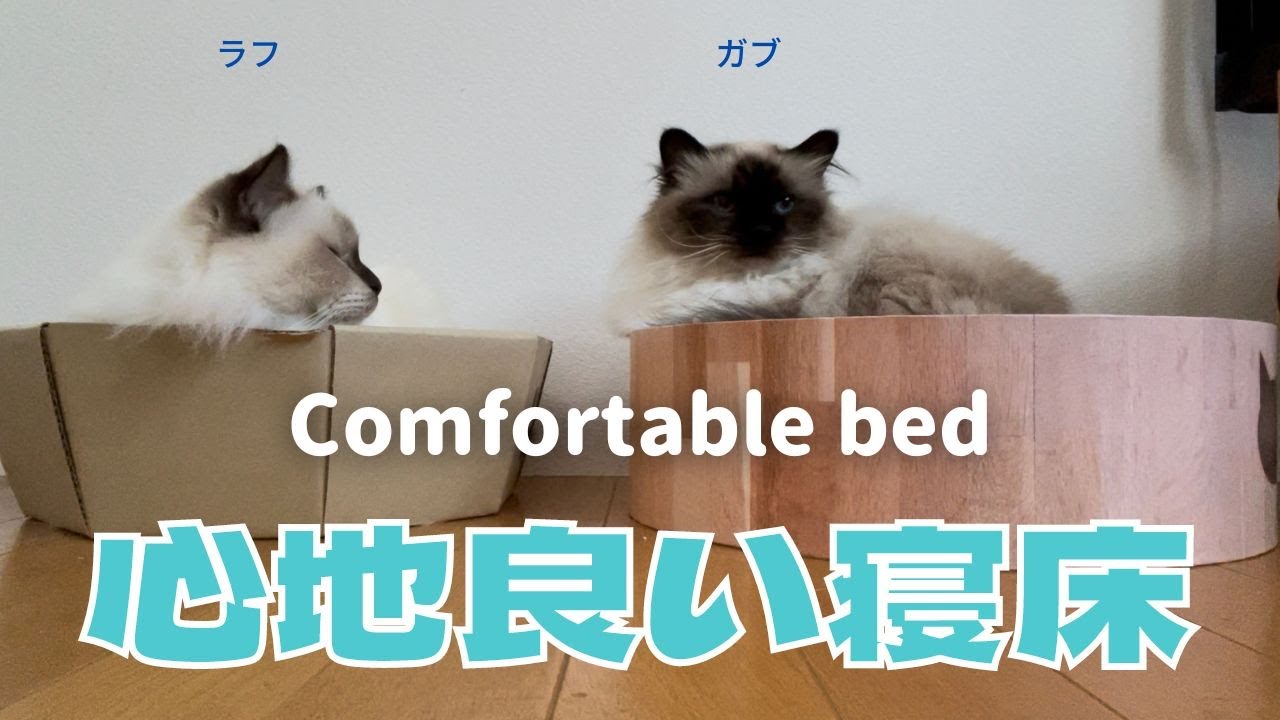 バーマン猫ラフとガブ【心地良い寝床】Comfortable bed（バーマン猫）Birman/Cat