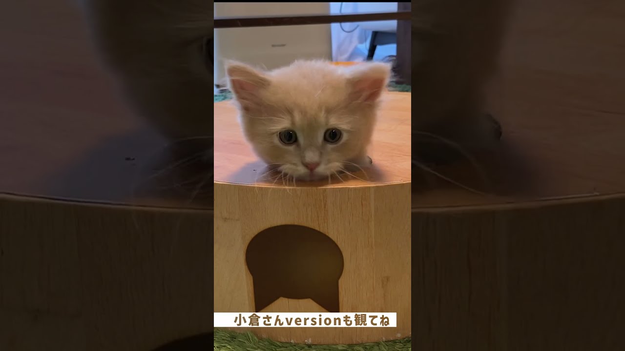 モグラ叩きver2！今度は末っ子ずんだ君が挑戦【サイベリアン・子猫】 #shorts