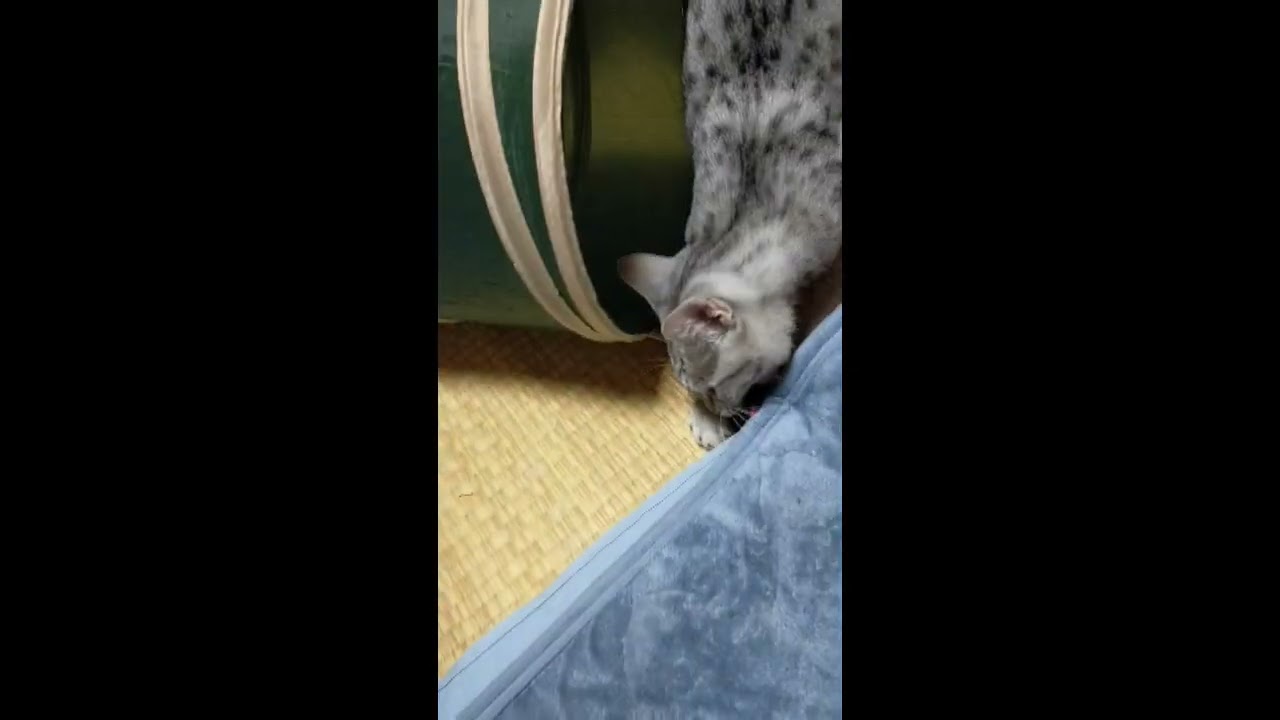 【エジプシャンマウはる】　おもちゃで唸る