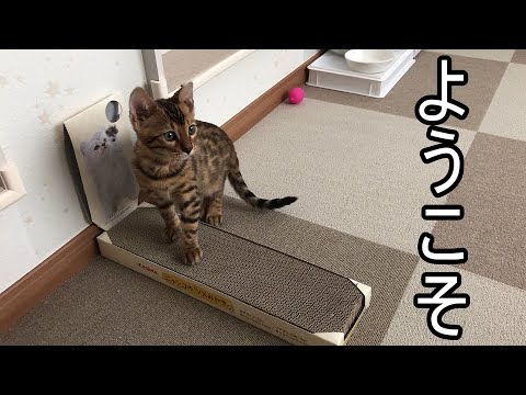 ベンガル猫をお迎えしました！