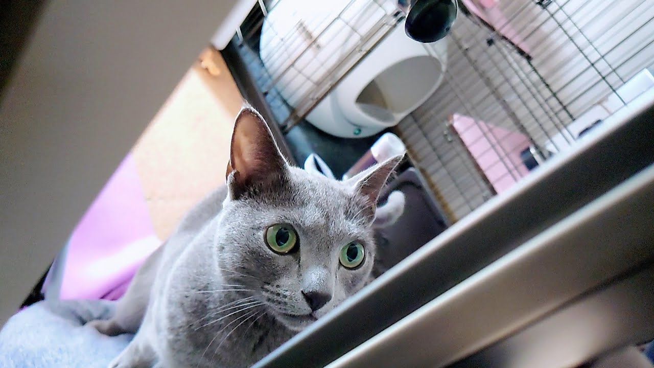 【猫動画】ご飯の心配をするロシアンブルー【russianbule】Russian blue worried about rice