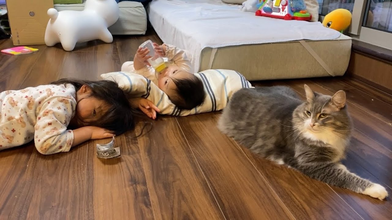 暖をとっていたら人の足を温めていた猫　ノルウェージャンフォレストキャットA cat to keep warm. Norwegian Forest Cat.