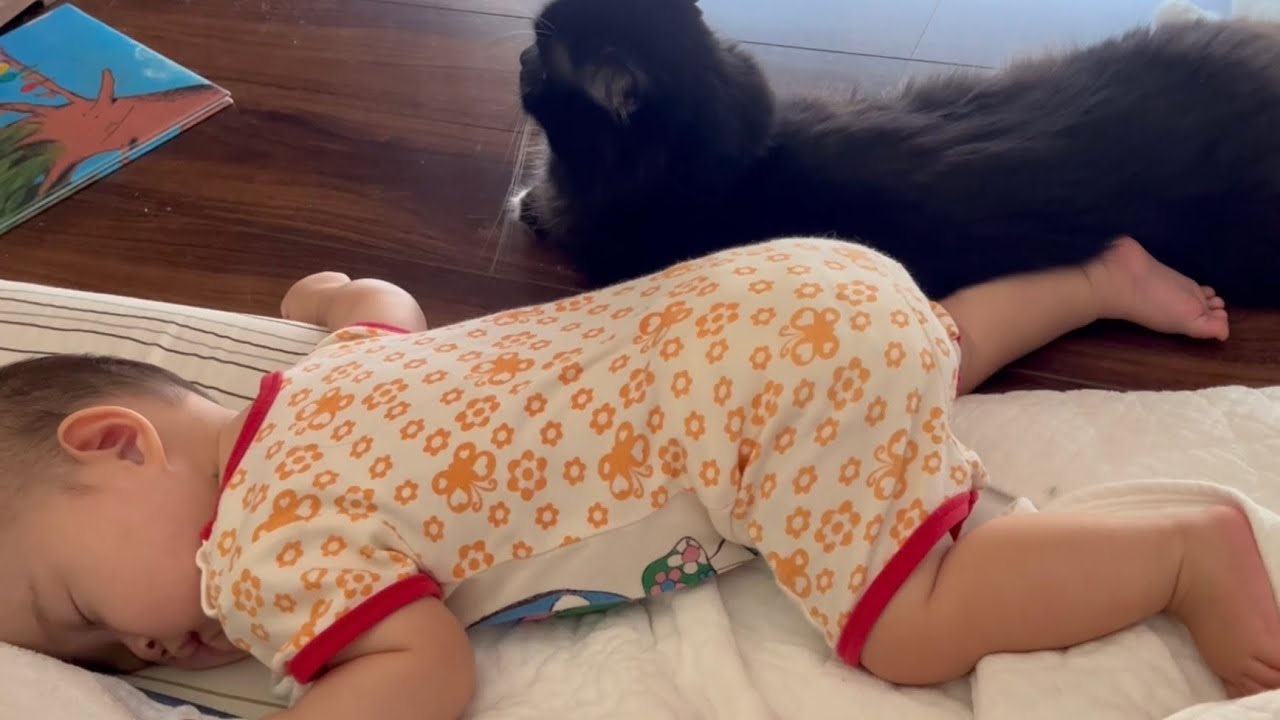 赤ちゃんのモーニングルーティンに組み込まれる猫　ラガマフィン　A cat that becomes part of a baby's morning routine
