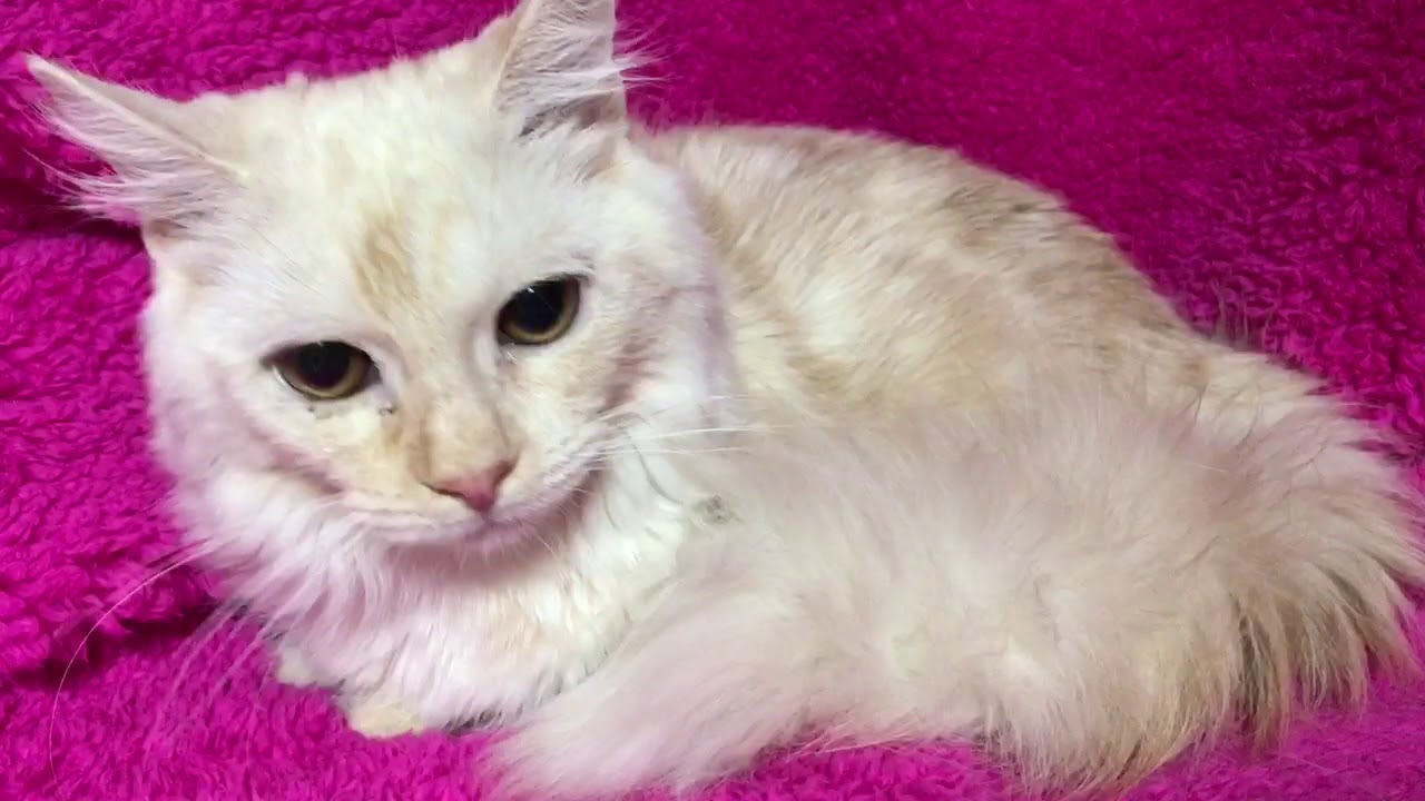 マンチカン ロングコートの足短くん