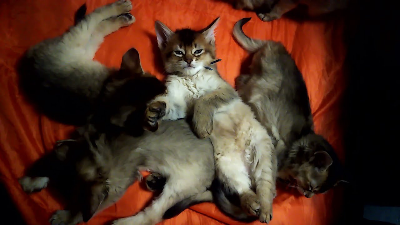 ソマリ子猫☁空くん