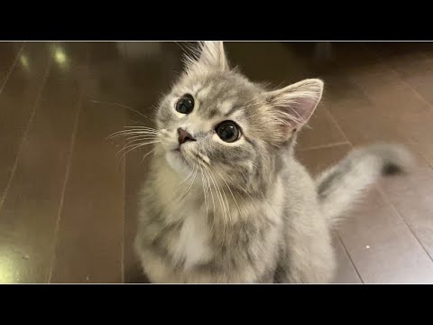 生後5か月のサイベリアンの子猫 夜のルーティーンが可愛い