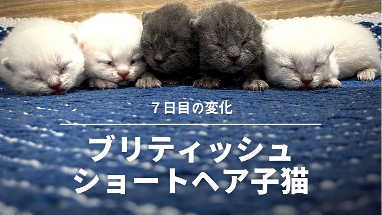 【７日目の子猫】ブリティッシュショートヘア