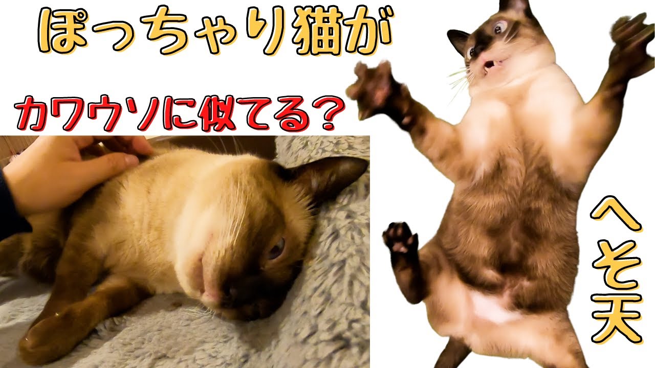 シャム猫風のぽっちゃり猫はへそ天で遊ぶカワウソに似てる気がしませんか？（保護猫カフェ猫の恵庭）難波　Cats that look like Siamese cats look like otters