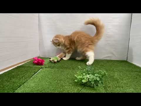 Coo&RIKU　No.596515　アメリカンカール