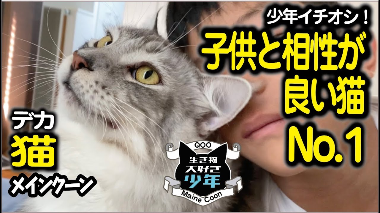 【メインクーン】子どもと相性の良い大型猫No. 1