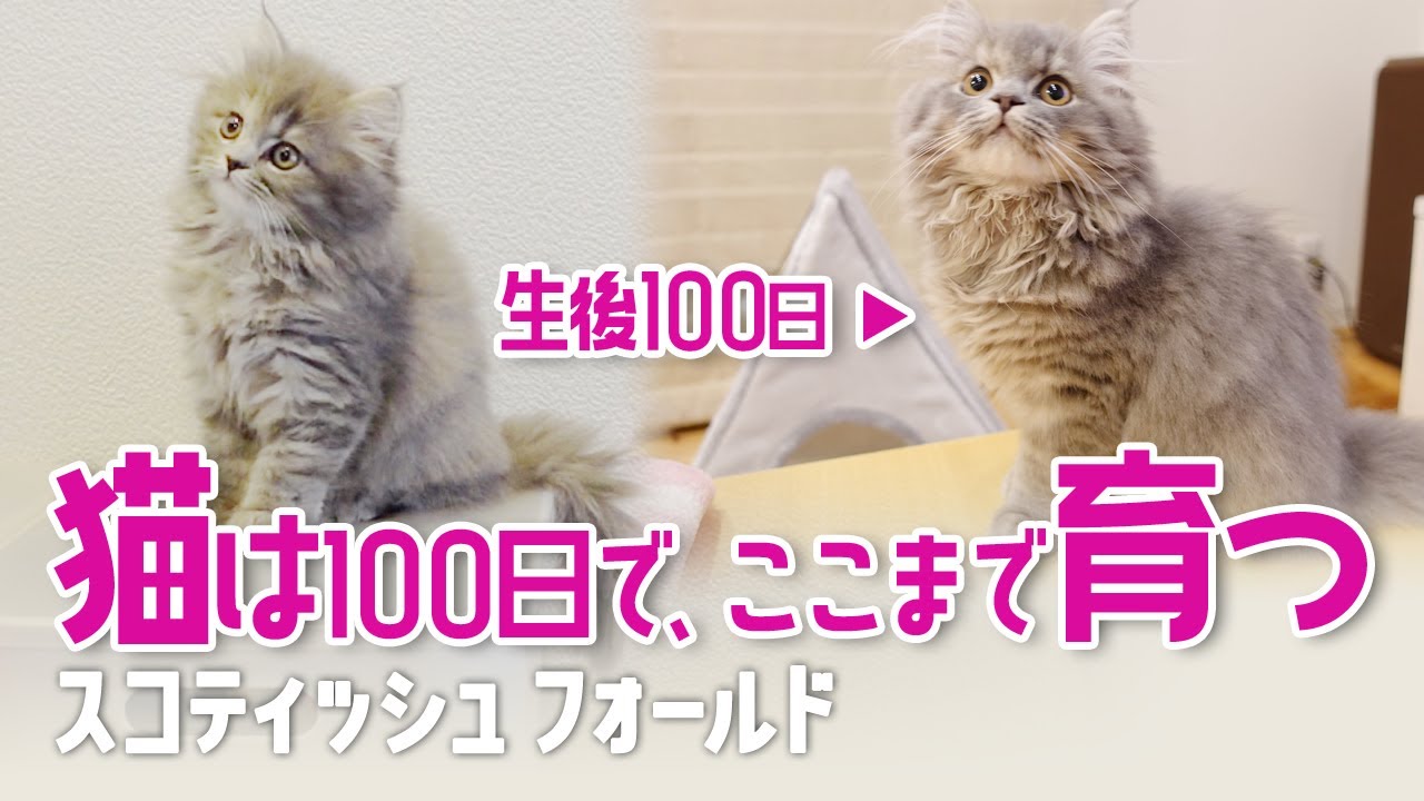 【100日目】子猫がうちにやってきた　赤ちゃんスコティッシュフォールド