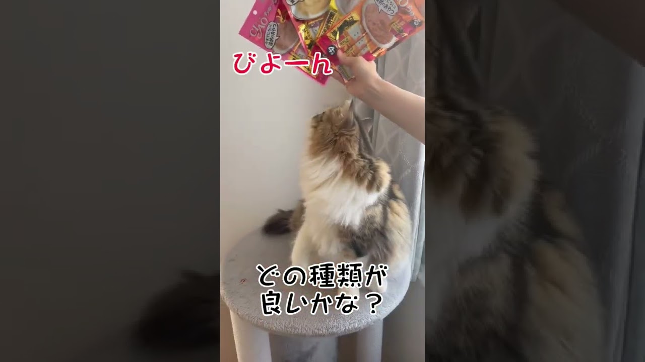 ちゃおちゅーるに大興奮のサイベリアン#shorts