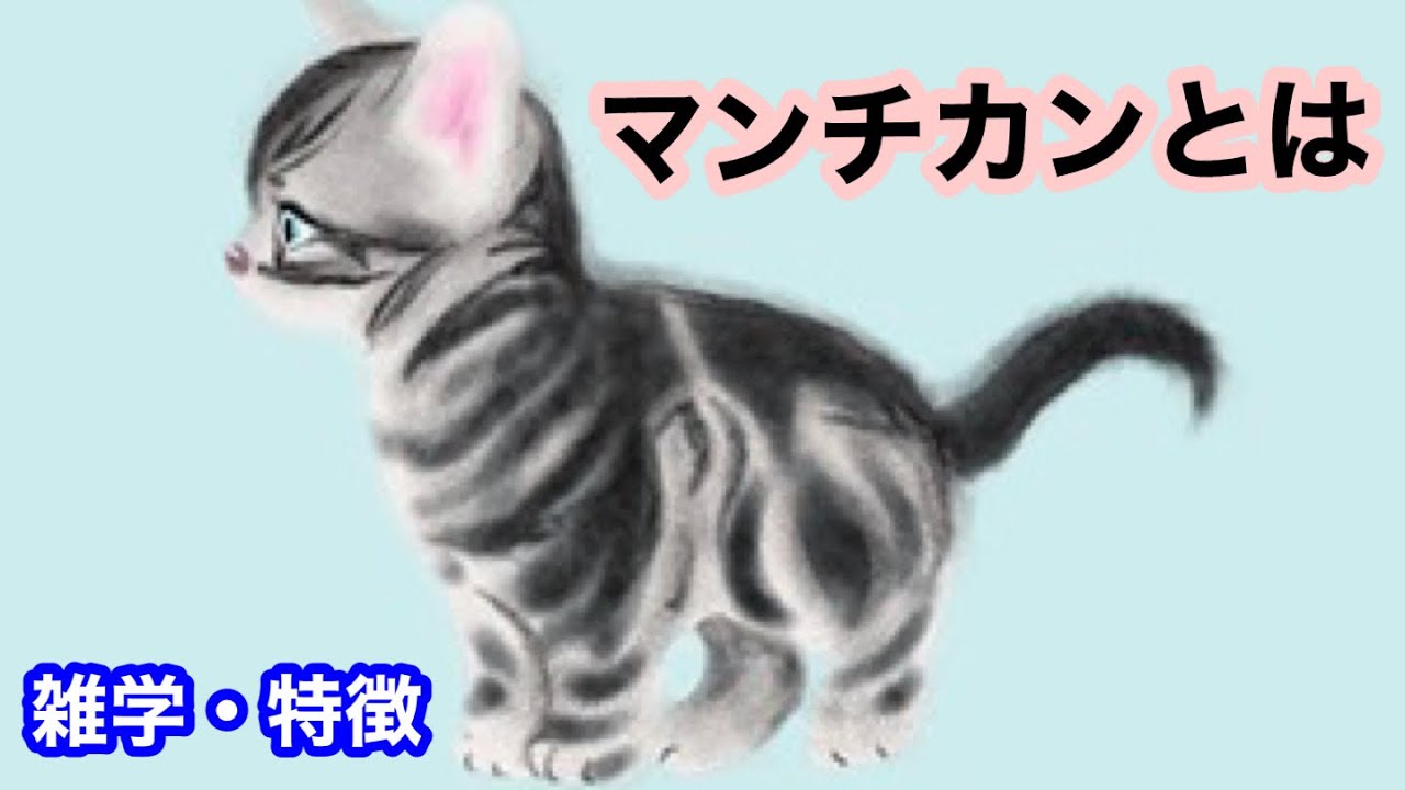 【猫】マンチカンとは【雑学・豆知識】Munchkin