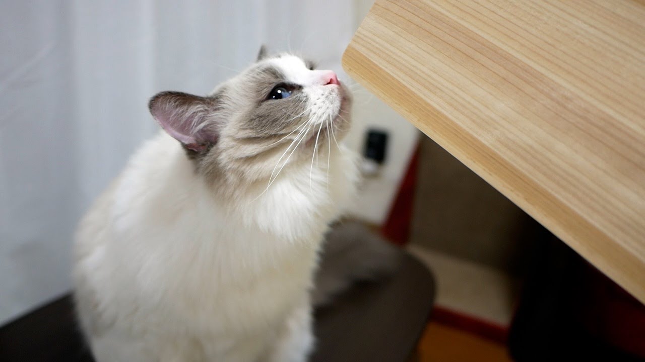 東急ハンズで木製（ひのき）のまな板を買ったら、ラグドールが匂いチェックに来ましたｗ