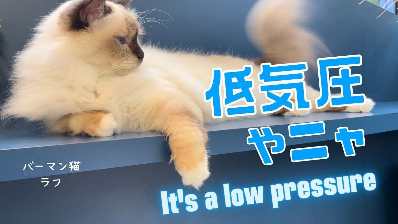曇り時々雨【低気圧やニャ】It's a low pressure（バーマン猫）Birman/Cat