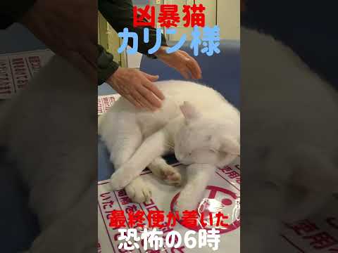 あの凶暴猫のカリン様が待合室から出される時間です #shorts Japanese cats
