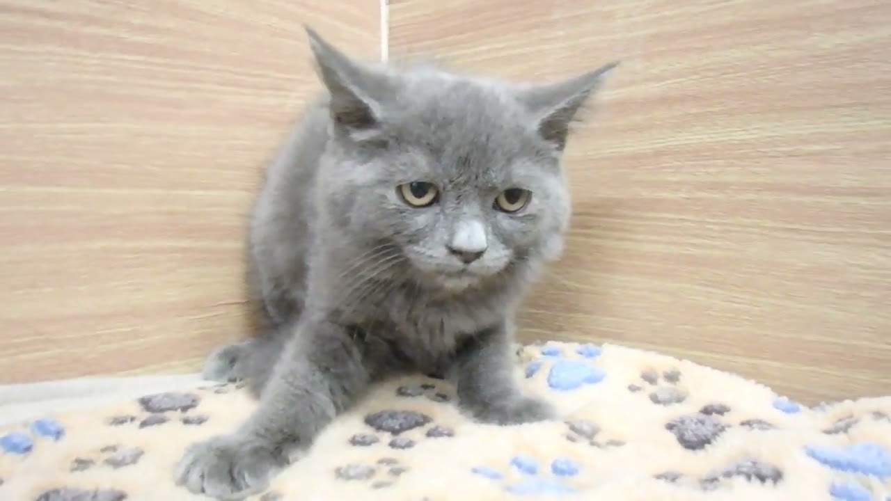 Coo&RIKU　No00607386 ブリティッシュショートヘアー